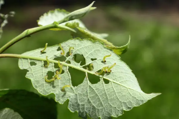 Top 7 Pragas Mais Comuns em Hortas e Como Controlá-las