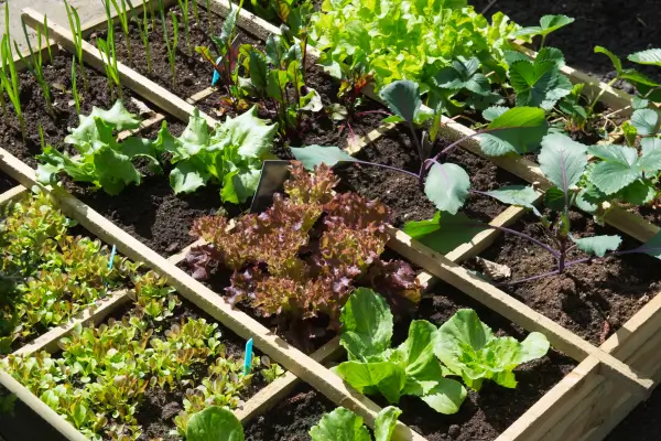  Planejamento Semanal: Cuidados e Tarefas Para Manter o Jardim Saudável