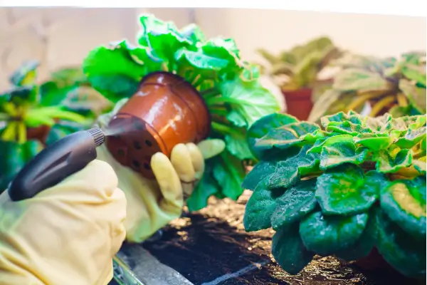 Receitas Caseiras de Inseticidas Naturais para Jardim