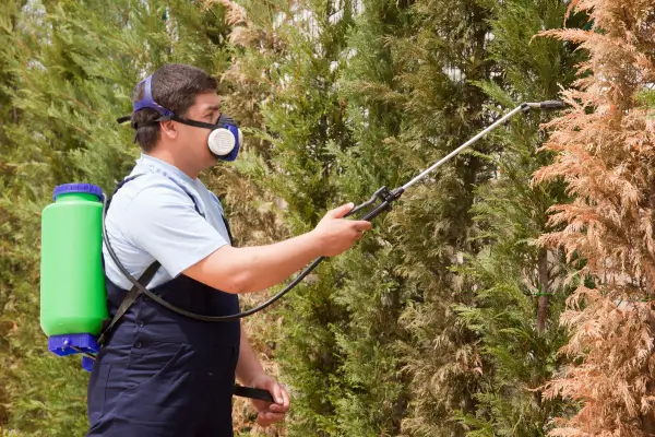 Insetos Benéficos: Os Aliados Naturais no Combate às Pragas do Jardim