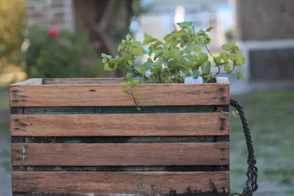 Jardinagem com Propósito: Como Definir Objetivos Antes de Começar a Plantar