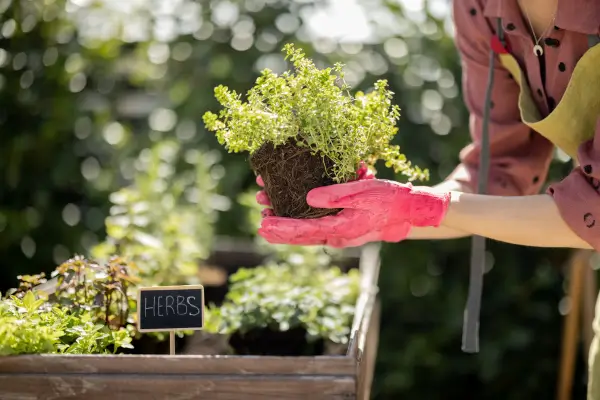 Plantas Certas no Lugar Certo: Estratégias de Planejamento Inteligente